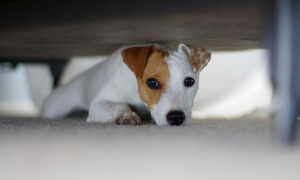 幼犬为什么喜欢躲在角落里