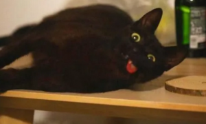 黑猫因“吐舌”走红，3个月涨粉20多万，它的身世让人心疼