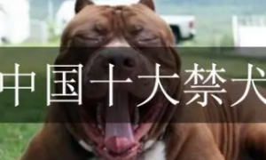 中国十大禁止养的狗