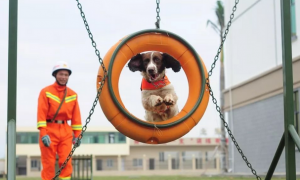 消防搜救犬训导员资格