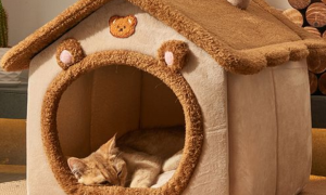 为什么猫不愿住猫别墅