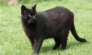 养黑猫是好还是不好