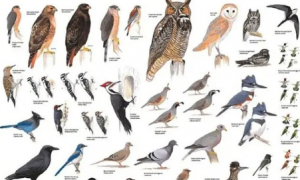 常见鸟类100种图片