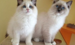 巴厘岛猫和布偶猫区别