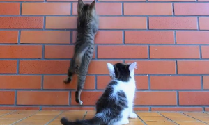 猫一直头蹭门蹭墙是怎么回事