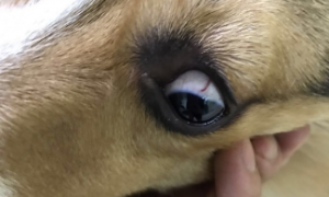 狗怎么样判断有眼线虫