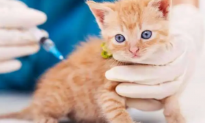 幼猫多久打疫苗