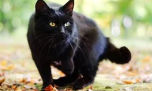 全黑猫咪什么品种
