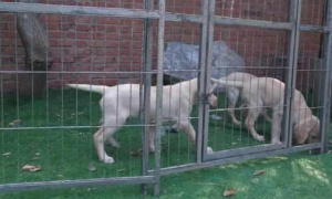 拉布拉多趁没人密谋越狱，在三只小狗们的齐心协力撞击下围栏倒了