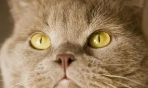 金色瞳孔的猫价格