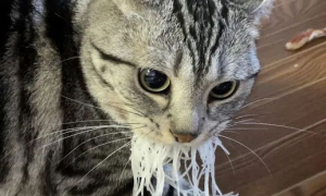 猫咪偷吃被发现，装作一脸不想吃的样子，心机喵