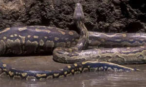 世界上最大的一条蟒蛇