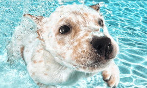 普安特宠物药科普：带狗狗游泳需要注意哪些问题