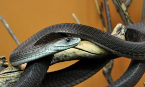 黑色的蛇是什么蛇