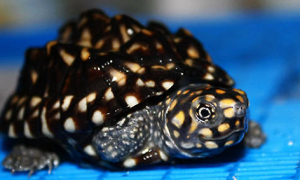 斑点池龟饲养方法