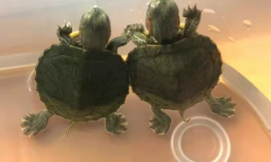 怎么区分乌龟公母图解
