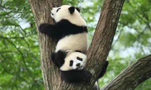 国宝熊猫：千年的守护者