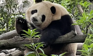 全球圈养大熊猫数量达728只 2023年繁育成活46只