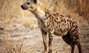 世界上斑鬣狗有多少只