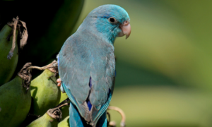 蓝色的鹦鹉是什么品种的图片