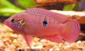 红宝石鱼卵孵化全过程
