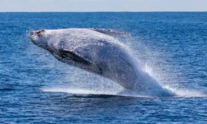 你知道为什么鲸鱼可以长这么大吗？