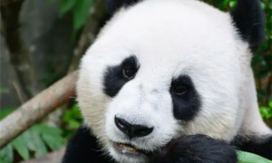 大熊猫：世界上最可爱的动物之一，快来和我一起了解它们的生活