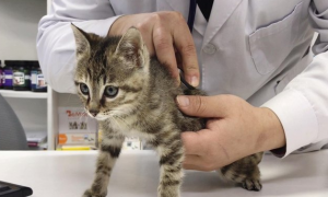 小猫打疫苗多少钱