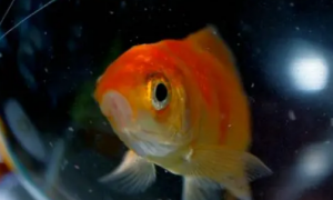 金鱼不产卵能憋死吗