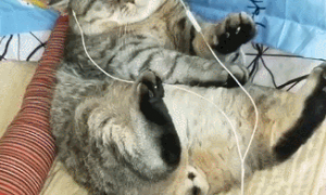 会享受的猫，听着小曲睡着觉，尾巴还跟着音乐节奏舞动