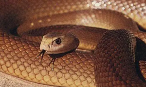 蛇的习性特点是什么