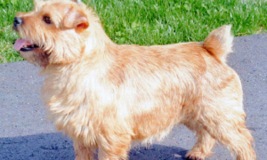 诺维奇梗犬属于什么犬种