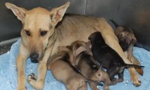 母狗生了7只小狗