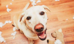 为什么狗狗喜欢撕家？如何让它改掉这个坏毛病？
