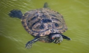 乌龟浮在水面上沉不下去