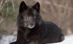 一只黑狼犬的优点和缺点
