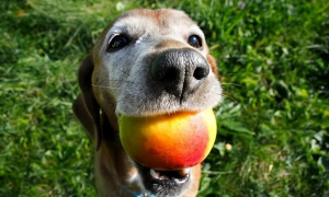 狗能吃桃吗