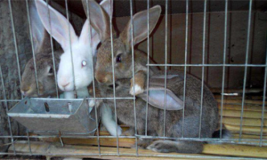 中国有几种兔子
