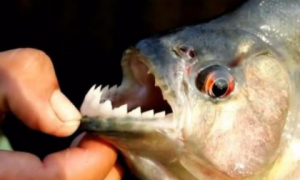 食人鱼有多少颗牙齿