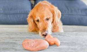 狗能吃红薯吗