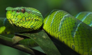 捕蛇专家四年抓蛇超200次 戏称眼镜蛇为“中华田园蛇”