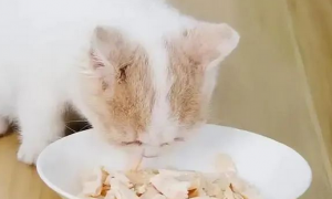 适量给猫喂这7种人类食品，让它“活力四溢”！