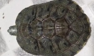 龟壳扁平什么原因
