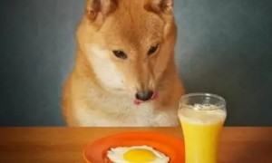 小狗可以吃鸡蛋吗