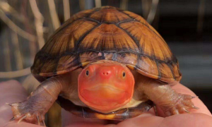 白唇蛋龟成体多大