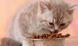 小猫生下来多久可以吃猫粮