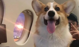主人带柯基犬乘飞机，一陌生人看到狗狗跑向他后瞬间泪崩……