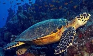 玳瑁海龟和普通海龟的区别