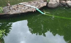 露天鱼池水变绿怎么处理