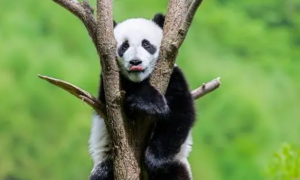 外媒关注：中国野生大熊猫已增至1900只